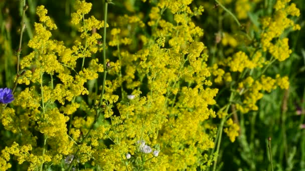 Isatis tinctoria. Viele gelbe kleine Blüten. grüner verschwommener Hintergrund. - Filmmaterial, Video