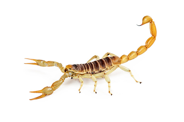 Boční pohled na obří Desert chlupatý Scorpion - Fotografie, Obrázek