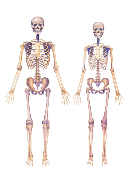 Ρεαλιστική ακουαρέλα ανθρώπινοι αρσενικοί και θηλυκοί σκελετοί απομονωμένοι σε λευκό φόντο. Χειροποίητο ιατρικό σχέδιο - Φωτογραφία, εικόνα