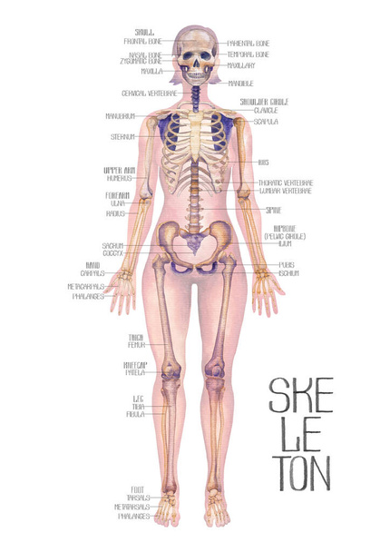 Λεπτομερής απεικόνιση υδατογραφίας μιας γυναικείας ανατομίας του ανθρώπινου σώματος παρουσιάζει σκελετική δομή που απομονώνεται σε λευκό φόντο. Χειροποίητο ιατρικό σχέδιο. - Φωτογραφία, εικόνα