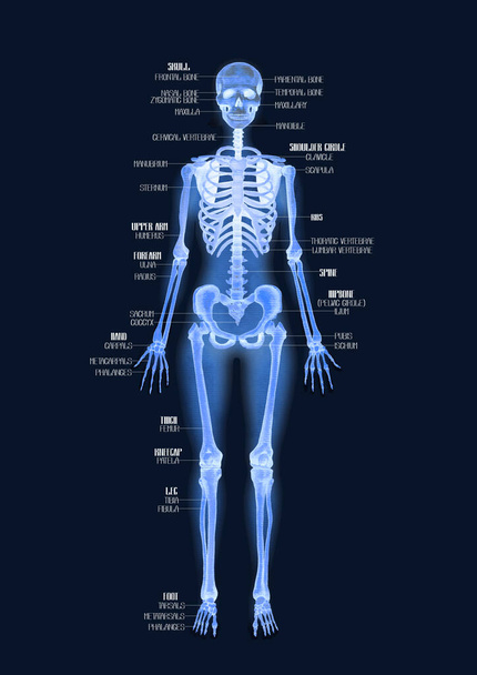 Ρεαλιστική ακουαρέλα απεικόνιση ακτίνων Χ ανθρώπινου σκελετού που απομονώνεται σε σκοτεινό φόντο. Χειροποίητο ιατρικό σχέδιο - Φωτογραφία, εικόνα