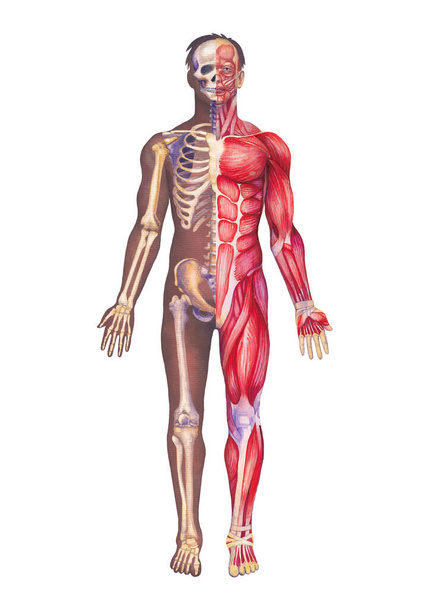 Λεπτομερής απεικόνιση υδατογραφίας ανδρικής ανθρώπινης ανατομίας που δείχνει σκελετικά και μυϊκά συστήματα. Χειροποίητο ιατρικό σχέδιο απομονωμένο σε λευκό φόντο - Φωτογραφία, εικόνα