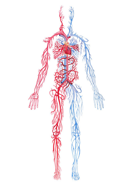 Εικονογράφηση που δείχνει ανδρικό ανθρώπινο κυκλοφορικό σύστημα με κόκκινες αρτηρίες και μπλε φλέβες, εξηγώντας τις καρδιαγγειακές λειτουργίες. Χειροποίητο ιατρικό σχέδιο απομονωμένο σε λευκό φόντο - Φωτογραφία, εικόνα