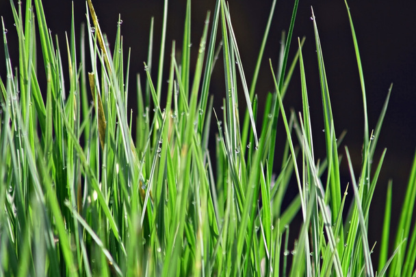 trávy - Fotografie, Obrázek