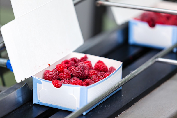 frozen raspberry processing business - Photo, Image
