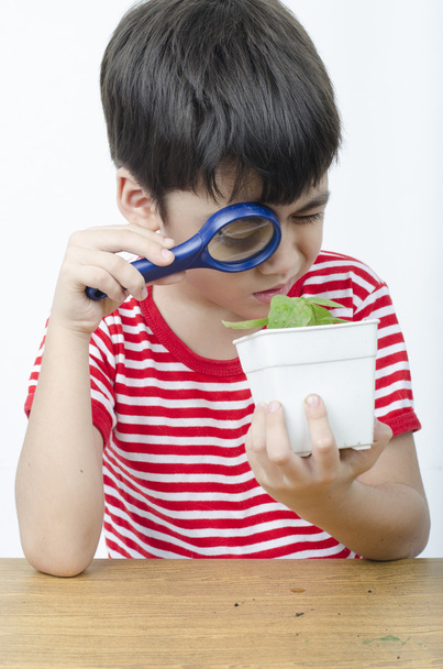 Niño pequeño usando lupa viendo nueva planta en fondo blanco
 - Foto, imagen