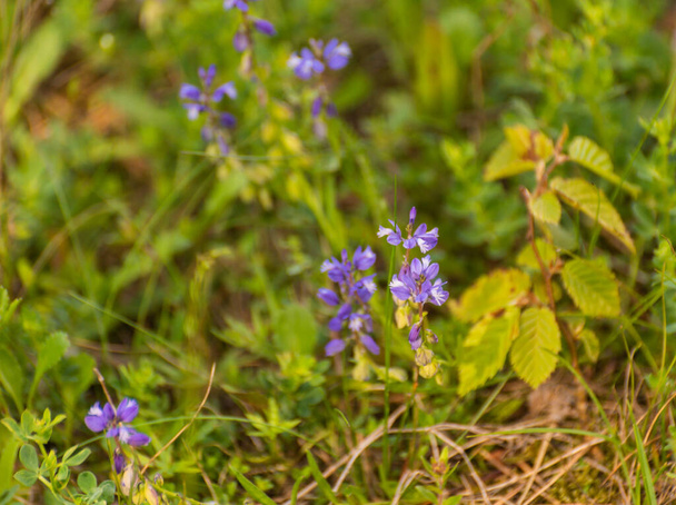 Polygala vulgaris L kvete v horském lese - Fotografie, Obrázek