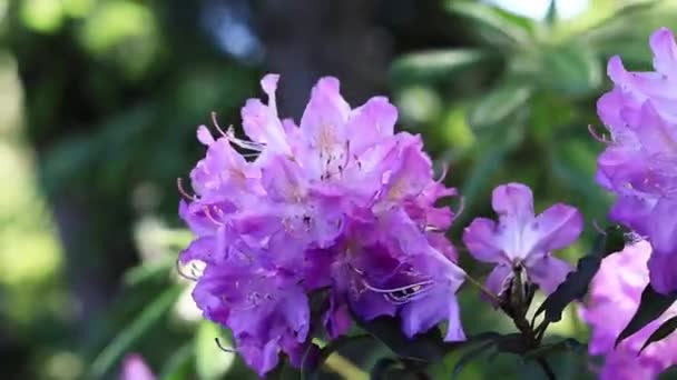 Rododendronový květ. Keře kvetoucí fialovými květy. Květiny jasných barev, zblízka. Kvetoucí rododendrony v parku nebo botanické zahradě. Přírodní pozadí - Záběry, video