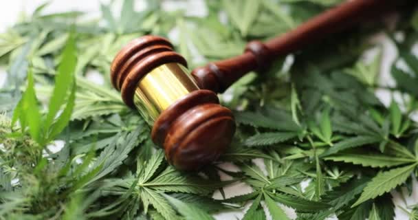Sędzia młotek i liście konopi i porady prawne. Wyrok w sprawie karnej dotyczącej nielegalnego handlu marihuaną - Materiał filmowy, wideo