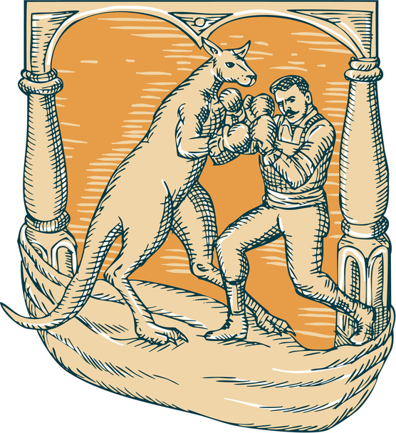 Kangoeroe boksen Man etsen - Vector, afbeelding