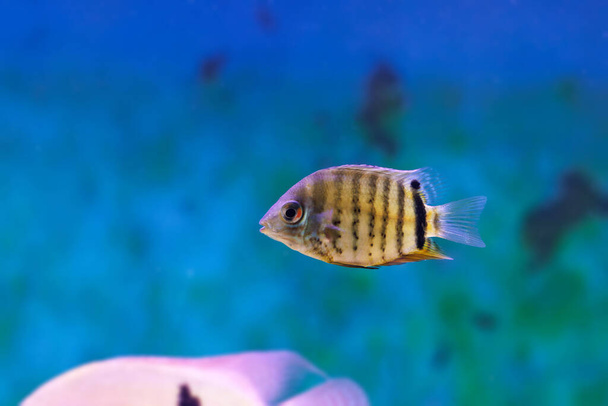 Banded cichlid fish - Heros efasciatus - Photo, image