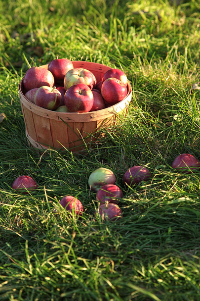 zbliżenie świeżo zerwanych jabłek - Zdjęcie, obraz