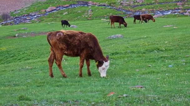 Σκούρο καφέ ενήλικη αγελάδα με άλλες αγελάδες βόσκηση σε επικλινές λιβάδι σε συννεφιασμένη ημέρα. - Πλάνα, βίντεο