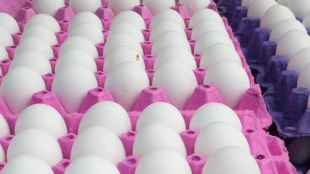 close-up van eieren in een kom - Video