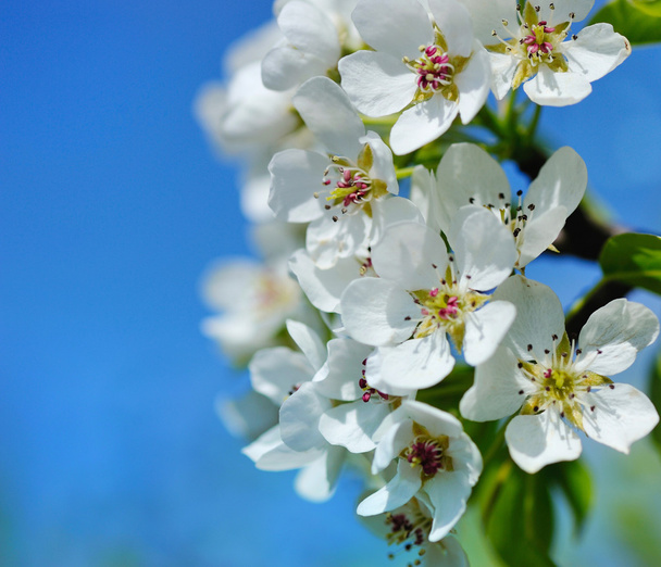 Flores florecen en una rama de pera contra el cielo azul
 - Foto, Imagen