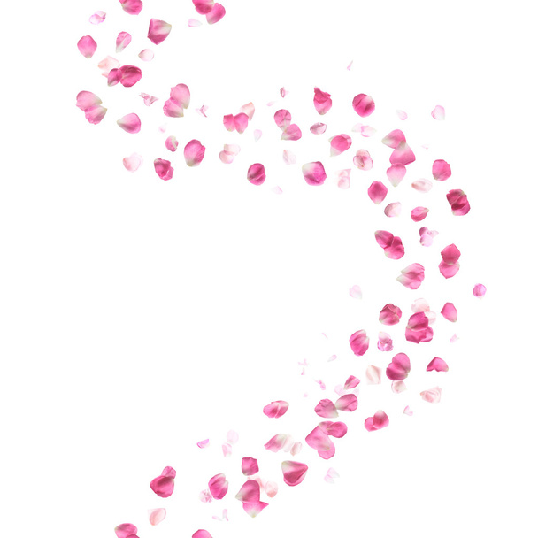 Naadloze roze Rose Petals patroon - Foto, afbeelding