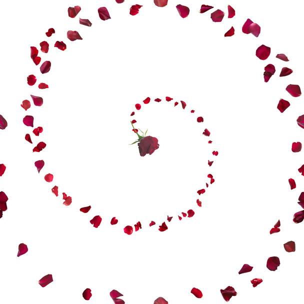 Espiral pétalo de rosa
 - Foto, Imagen