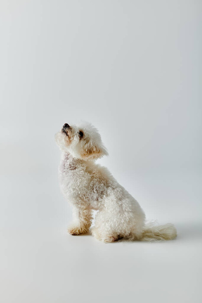 Small, white Bichon Frise dog peacefully sits on bright white floor. - Foto, imagen