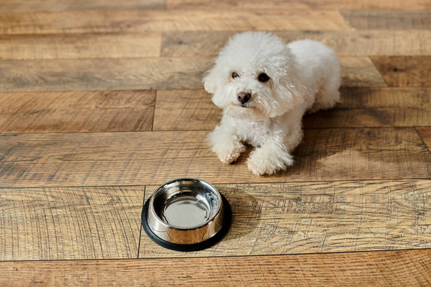 Маленькая белая собака, стоящая рядом с чашей с водой - Фото, изображение