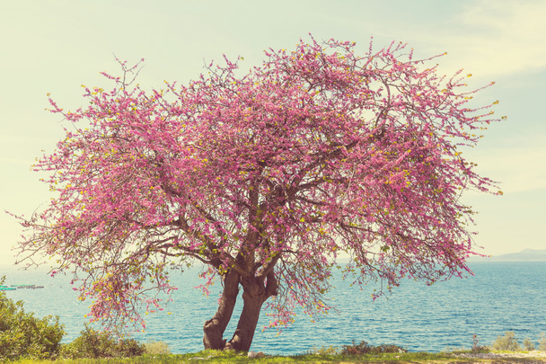 Fiori rosa sull'albero
 - Foto, immagini