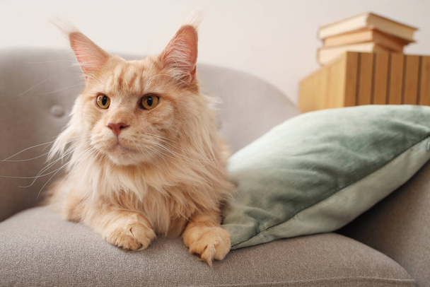 Симпатична бежева кішка Мен Куна з подушкою, що лежить на кріслі вдома - Фото, зображення