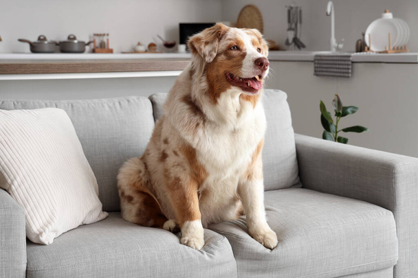 Adorable Australian Shepherd dog sitting on sofa at home - Photo, Image