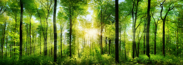 Forest panorama with rays of sunlight - Photo, Image