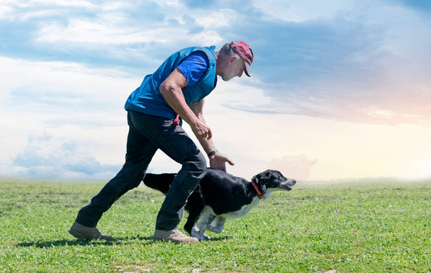 treinamento de cão para disciplina de obediência com um collie de borda - Foto, Imagem