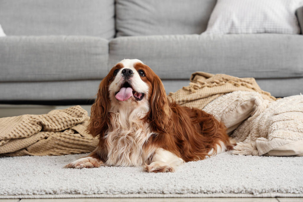 Adorable cavalier King Charles spaniel with blanket and cushions on carpet at home - Photo, Image