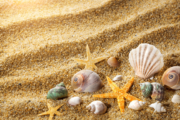 Sea shells - Foto, afbeelding