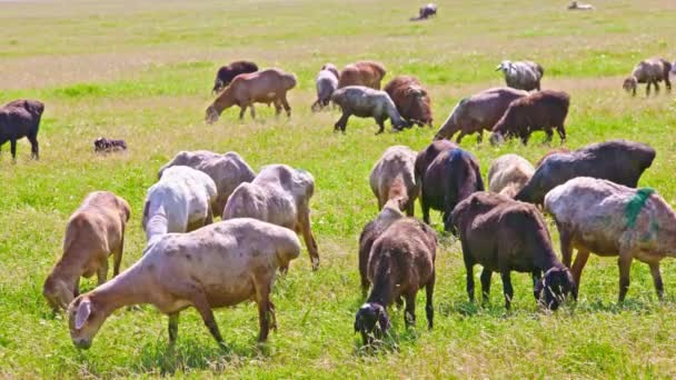 stado owiec o tłustym ogonie wypasa się w wysokiej trawie w słoneczny dzień. - Materiał filmowy, wideo