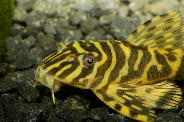 retrato de peixes de boca-de-bico
 - Foto, Imagem