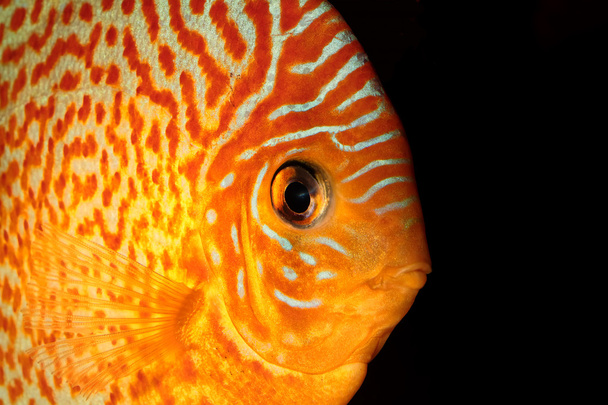 Discus fish - Photo, Image