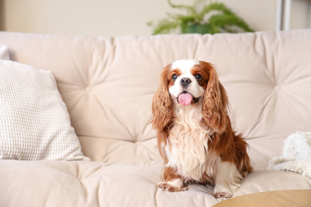 Cute cavalier King Charles spaniel sitting on sofa at home - Photo, Image