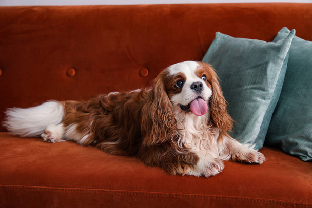 Cute cavalier King Charles spaniel lying on sofa at home - Foto, afbeelding