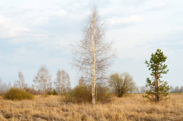 Spring landscape. Young birch and pine. - Foto, Bild