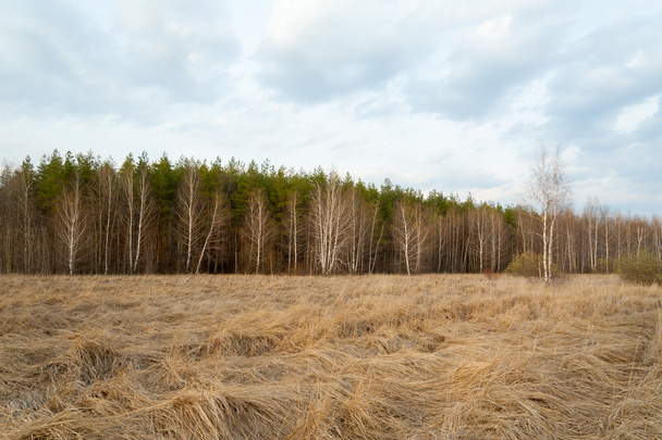 Spring landscape. Forest, birch, dry grass. - Valokuva, kuva