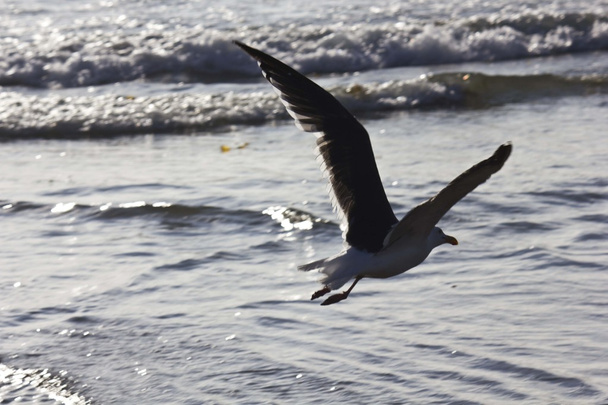Seagull met open vleugels op de shoireline - Foto, afbeelding