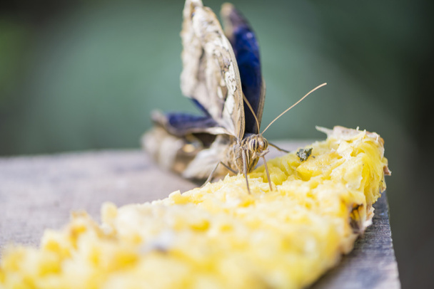 Papillon manger
 - Photo, image