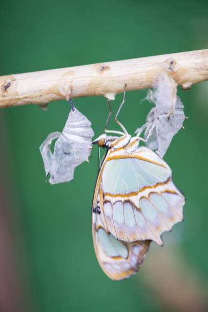 Birth of a Butterfly - Photo, Image