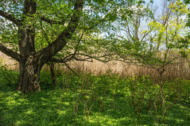 Spring Shade Tree - Fotoğraf, Görsel