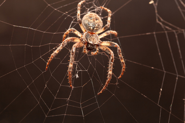 straszne krzyż pająk - Zdjęcie, obraz