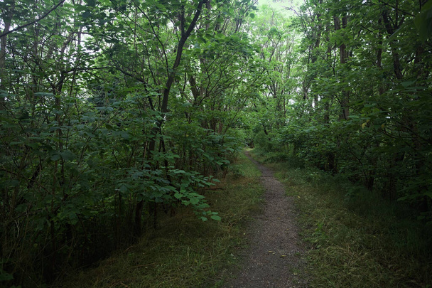曇った日の森のトレイル - 写真・画像
