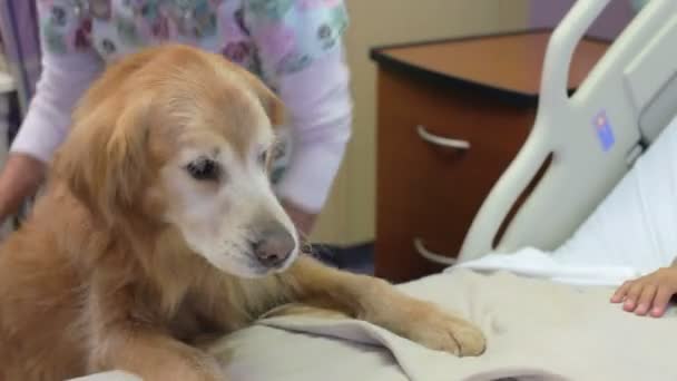 Κορίτσι που επισκέφθηκε το σκύλο θεραπείας - Πλάνα, βίντεο