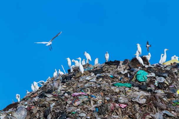 ゴミの山の鳥 - 写真・画像