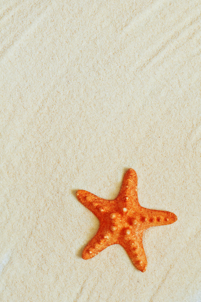 Starfish - Foto, afbeelding