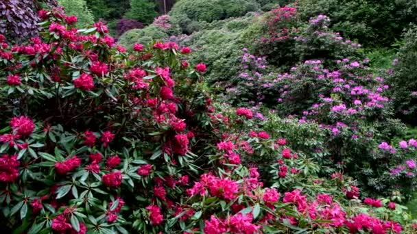 Nádherné jarní kvetení rododendronů - Záběry, video