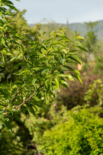 Zurich, Suiza, 1 de mayo de 2024 Prunus Dulcis o planta de almendras en el jardín botánico - Foto, Imagen