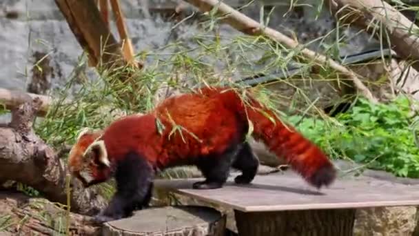 O panda vermelho, Ailurus fulgens, também chamado de panda menor e o urso-gato vermelho sentado em uma árvore. - Filmagem, Vídeo