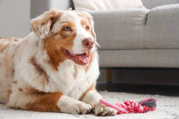 Adorable perro pastor australiano con juguete para mascotas acostado en casa - Foto, imagen